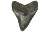 Serrated, Fossil Megalodon Tooth - South Carolina #149156-1
